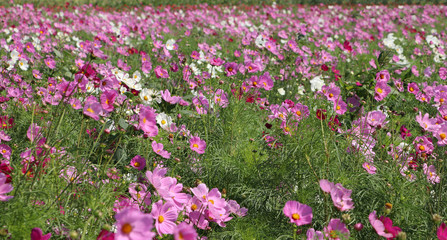 Obraz premium Cosmos sulphureus flower fields in white and pink color. It is also known as sulfur cosmos and attract birds and butterflies.