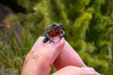 Close up of a tiny, beautiful Maldonada redbelly toad, facing camera on fingers of a man, Itatiaia, Brazil