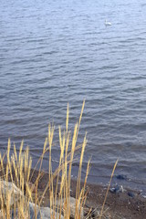 湖畔のススキ