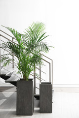 Beautiful large palm near stairs indoors. Element of interior design