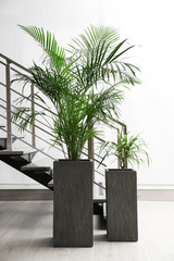 Beautiful tropical plants near stair indoors. Element of interior design