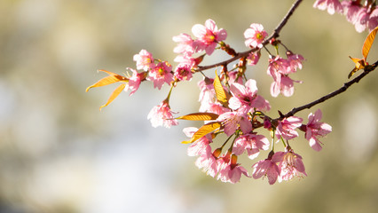 Pink Cherry blossoms with blurred background in spring sakura season