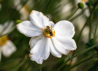 hoverfly on white windflower anemone blossom with beautiful blurred bokeh background in botanical garden on sunny autumn day