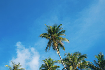 Coconut tree at blue sky.