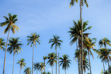 Fototapeta premium Coconut tree at sky.