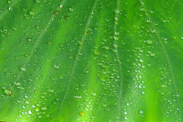 hoja con gotas de lluvia
