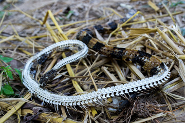 The dead snake carcasses are decomposed, leaving only the ribs.