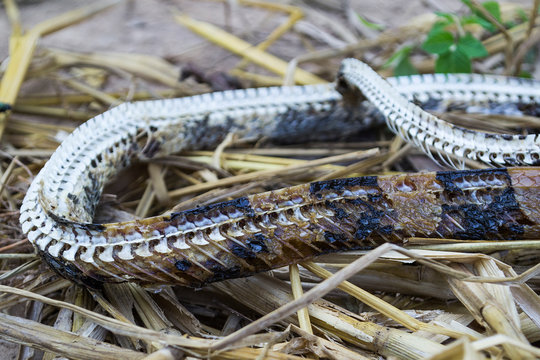 Dead snake hi-res stock photography and images - Page 2 - Alamy