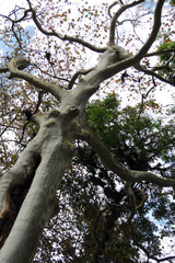 &aacute;rbol