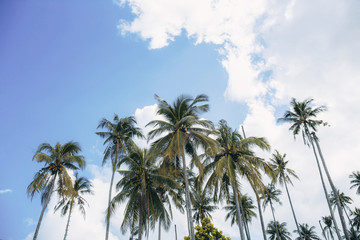 Fototapeta na wymiar Palm tree with blue sky.