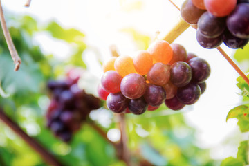 Red grapes in vineyard at sunlight.