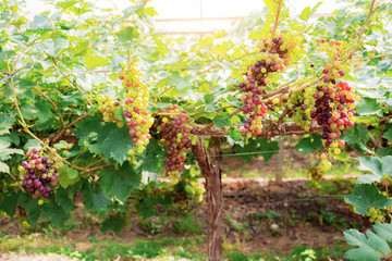 White and red grapes hanging at sunlight.