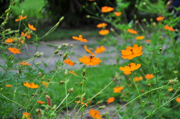 Abelha na Flor