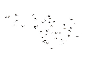 Flocks of flying pigeons isolated on white background. Clipping path.