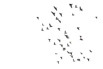 Flocks of flying pigeons isolated on white background. Clipping path.