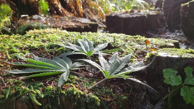 Cannabis Leaf Forest Raindrop