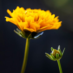 Naklejka premium Coreopsis Golden Sphere flowers