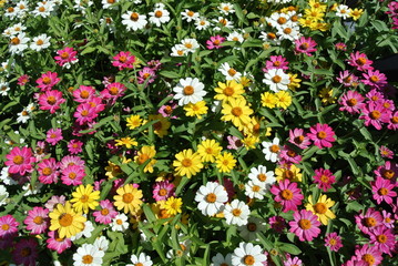 Obraz premium Assorted colorful flowers