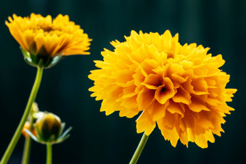 Coreopsis Golden Sphere flowers