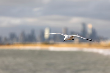 Silver Gull flying over Brighton Beach with Melbourne city skyline in the background