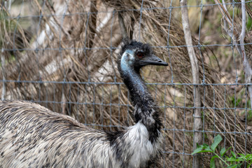 Wildlife Animal-Emu (Dromaius Novaehollandiae).