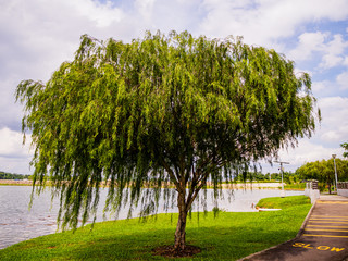 A large willow / weeping willow tree by the water in a nature park in Yishun, Singapore © YongHeng
