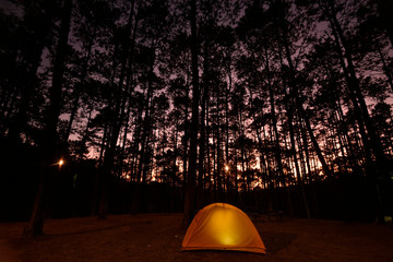 A glow orange tent in a pine forest (sunset time)
