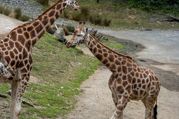 giraffe in the Zoo; giraffe eating grass