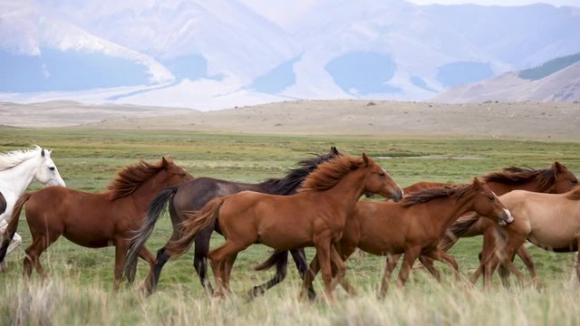 herd in the steppe slow motion