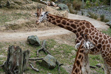 giraffe in the Zoo; giraffe eating grass