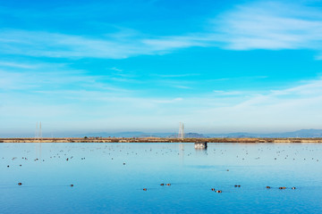 Scenic view of a shallow salt marsh and feeding birds in Don Edwards San Francisco Bay National...