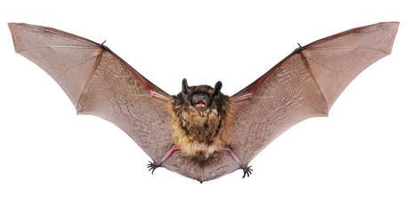 Animal little brown bat flying. Isolated on white.	 - obrazy, fototapety, plakaty