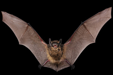 Animal little brown bat flying. Isolated on black. - obrazy, fototapety, plakaty