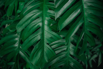 Plakat tropical leaves,( Philodendron) green foliage in jungle, nature background