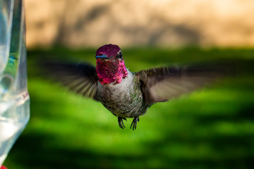 Anna's Hummingbirds Winter in Phoenix