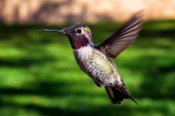 Fototapeta na wymiar Anna's Hummingbirds Winter in Phoenix