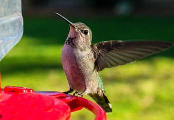 Anna's Hummingbirds Winter in Phoenix