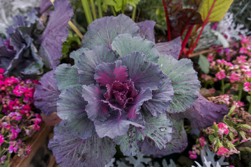 Obraz premium Ornamental leaved kale