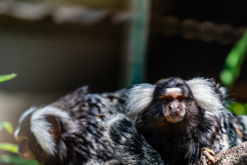 Portrait of a couple of Common Marmosets