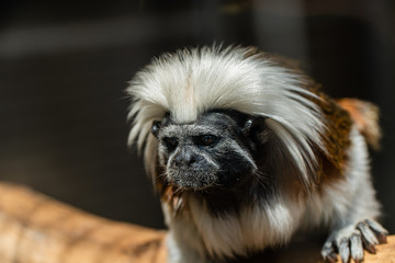 Portrait of a Cotton top Tamarin