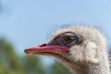 portrait of an ostrich