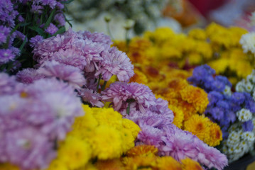 Colorful luscious Chrysanthemum with bubble blur background
