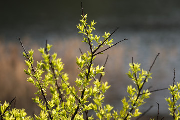 sprout of flower on the outdoor