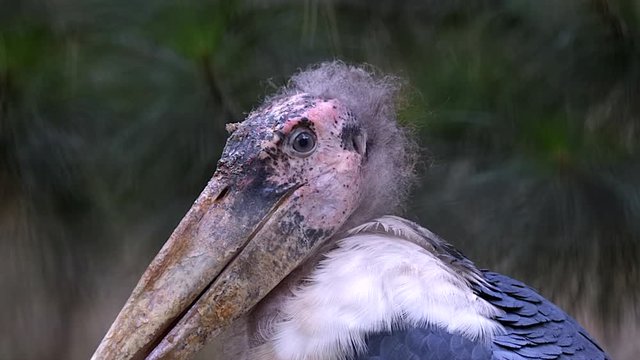 The close up look of a Marabou Stork, looking ill and molting - Close up
