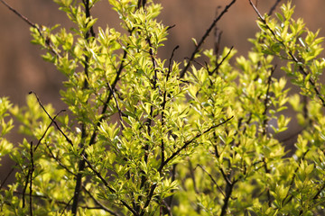 sprout of flower on the outdoor