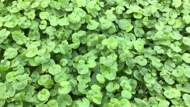 Beautiful background of Centella asiatica, Herbal medicine leaves of Centella asiatica known as gotu kola. Close up Gotu kola leaves. fresh green leaf texture background.