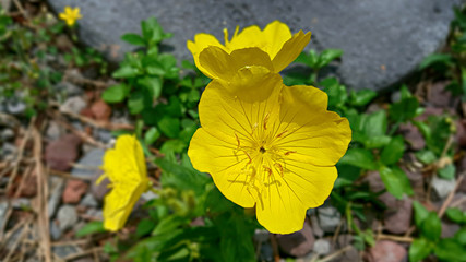 정원에 핀 달맞이꽃