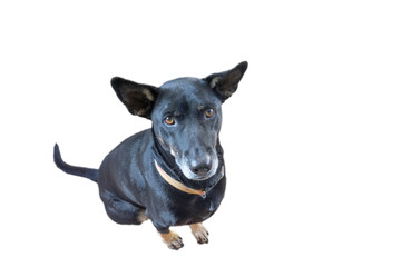 Closeup portrait of black dog isolated on white background