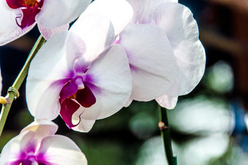 orchid on a green background