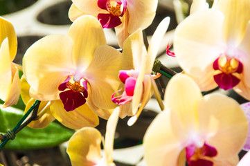 Fototapeta na wymiar Beautiful orchid on a background